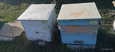 Dovşanlar: 60 yeşik arı ailəsi yeşiklerler bir yerdə satıram buyurub zəng edə — 3