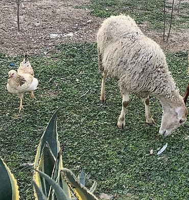 hamster satış: Boğaz Qoyunlar satılır dişləri ağzındadı balası ələ dəyir — 2