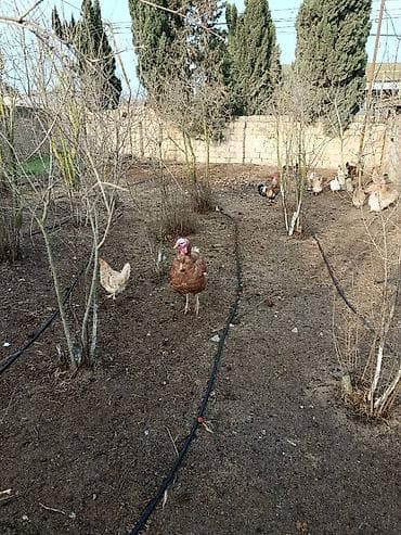 Pişiklər: Təmiz həyət heyvanidi broyler deyil 11 ayliq 8.2 kg diri çəkisi — 6