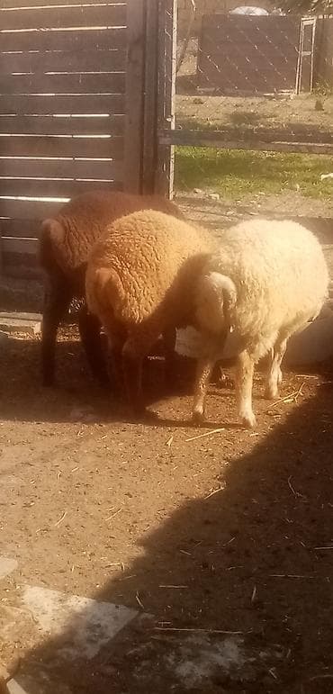 at satilir: Salam erkek quzulardı kök quzulardı qurbanlıgada yarıyır real alıcılar — 1