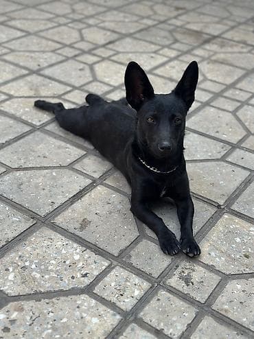 qurdbasar itləri: Zvonok, 2 ay, Dişi, Sənədli, Ödənişli çatdırılma — 1