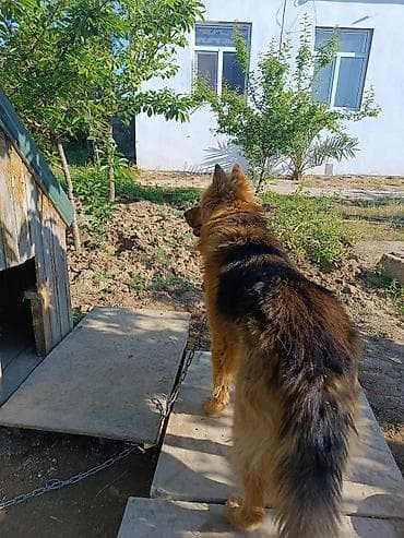it balaları: Alman çoban iti — 3