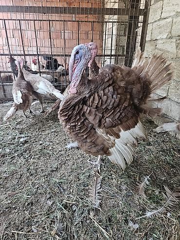 hinduşk: Red burbon erkeyler satilir — 1