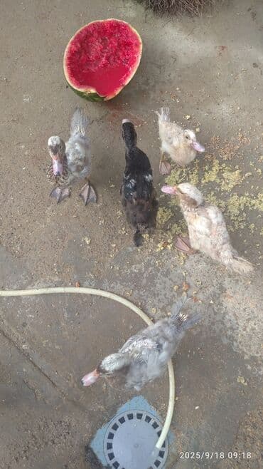 ördək balası satışı: Məhsul: Ördək balaları (6 ədəd) Təsvir: - Şəkillərdə müxtəlif rəng — 9