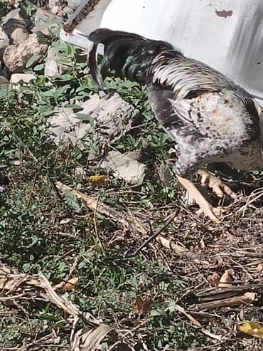 клетки для бойцовых петухов: Məhsul: Xoruz Təsvir: - İri bədənli, güclü quruluşlu kənd xoruzu - — 3