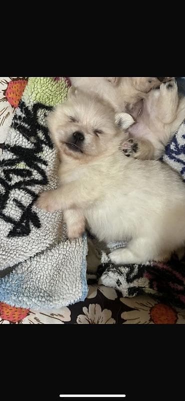 pomeranian spitz: Şpitz, 1 ay — 2