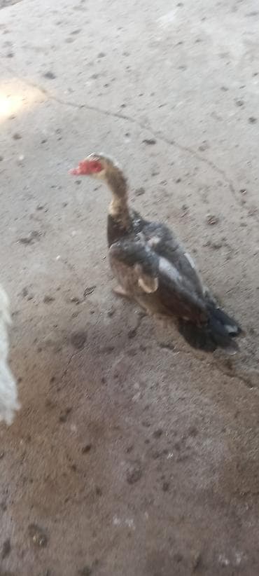 erkek: Qiymət 3nə aiddir, fındıqı. zümrüdü. macar ərkəylər aktiv və ağır — 2