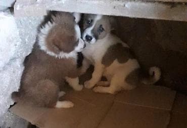 xarici it adlari: Zvonok, 4 ay, Erkek, Peyvəndli — 3