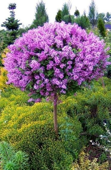 bonsai ağacı haqqında məlumat: Hər növ dekorativ ağac və güllərin satışı 🔵Sifarişlərini çatdırılması — 18
