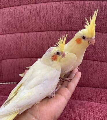 danişan papuqay: Korella Tutuquşuları öz yetişdirdiyim sağlam balalar🦜 — 10