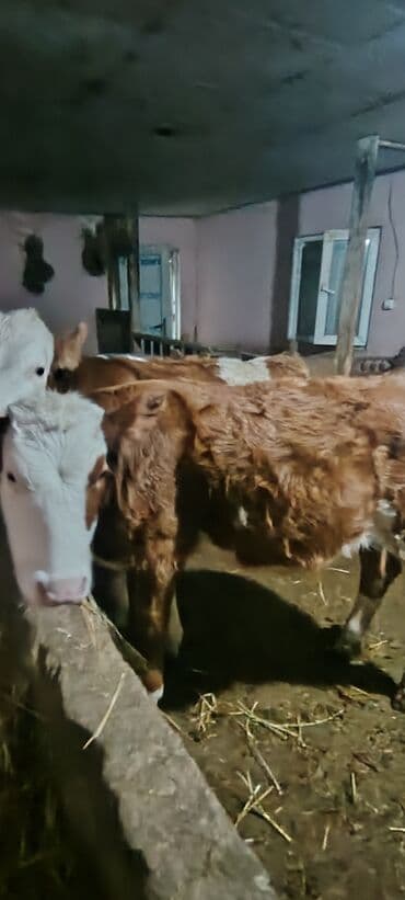 4.5 aylig super simental disi danadi damazlig — 2