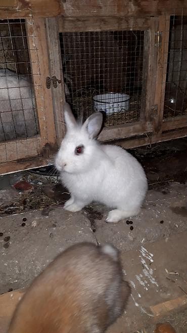 Птицы: Diwidi karlik sortudu — 1