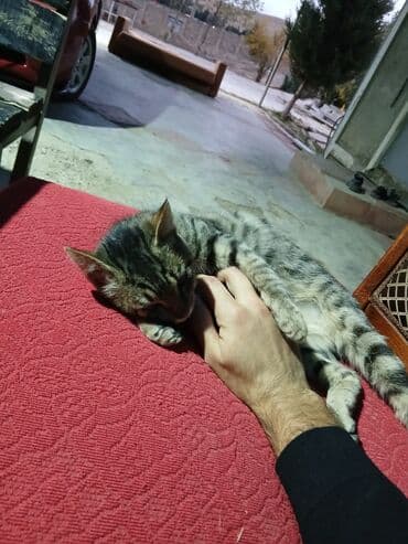 oğlan pişik adları: Tabbi, Erkək, Yaxşı əllərə — 7