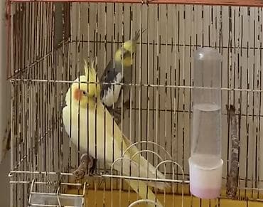 quş hini: Nymph (korella) cütü və qəfəs dəsti - Quşlar: 2 ədəd nymph/korella – — 3