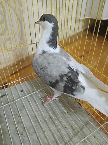 quş hini: 12 eded delfin goyercin 5 eded dekarativ delfinlerin cutu 30 manat — 9