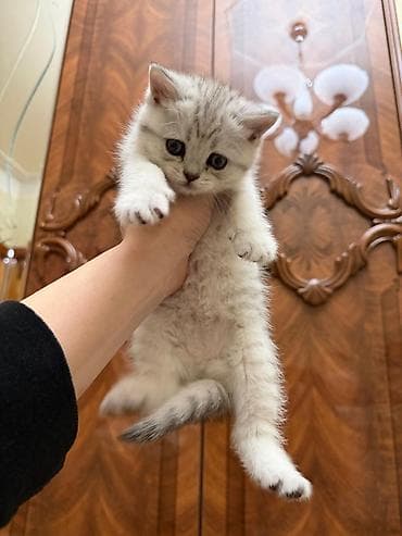 pişik blender: Britan, Dişi, Yaxşı əllərə, Ünvandan götürmə — 1