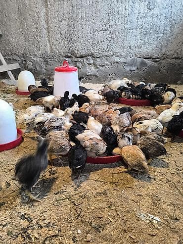 xarkov cuceler: Toyuq cücələri, Ətlik — 2