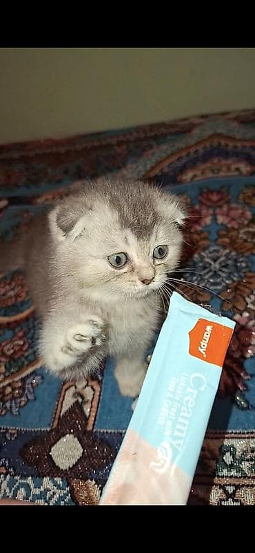 pisik yuvaları: Şinşilla — 7