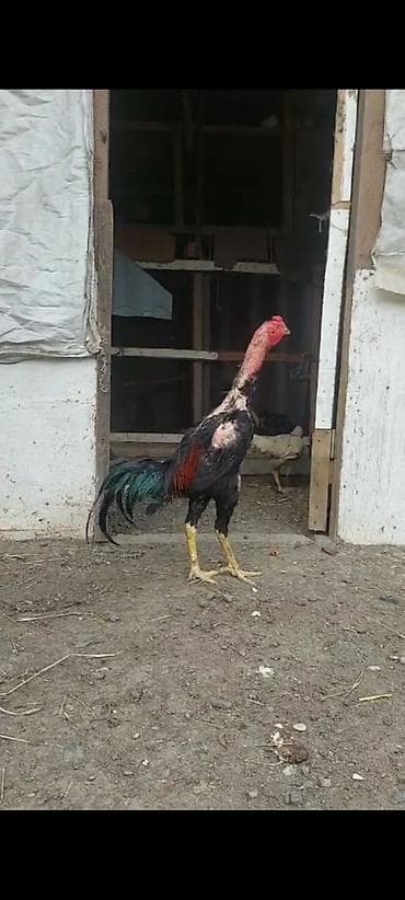 at satiram: Salam. təmiz turk cinsi 11 ayliq qara beçə satilir. çox super becedi — 1