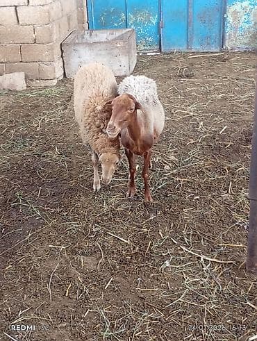 Ana bala qoyundu qoyun qoca qoyundu disderi agzindadi yemek icmeyinde