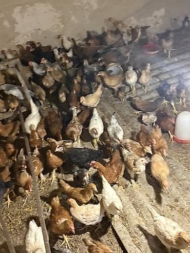 çin aslanı: Salam Yerli Cuculer 54 Gunlukdu. Tam Saglam Vitaminleri, lacostasi — 9