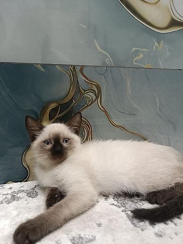 Gəmiricilər: Siam, Erkək, Dişi, Yaxşı əllərə, Ünvandan götürmə, Pulsuz çatdırılma, Ödənişli çatdırılma — 5