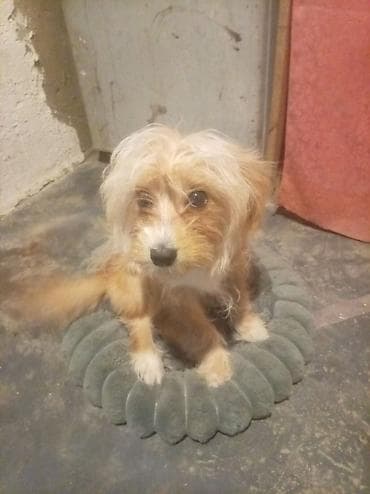 kafkaz coban iti: Bu it maddi duruma görə satılır balaliqdan bizdədir pasportuna kimi — 2