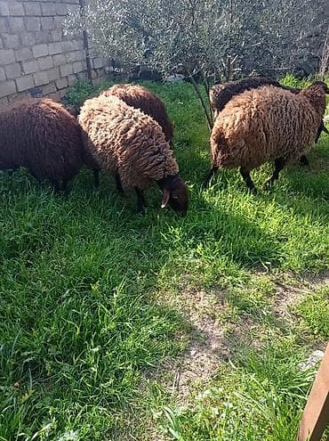 qoyun qala: Erkək, Qala, il: 1, 70 kq, Damazlıq, Ətlik, Ünvandan götürmə — 10