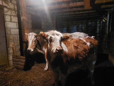 Ягнята: Məhsul: Mal-qara (1 inək1 bzov İnek 6 aylıq boğazdı, buzovda 9 — 1