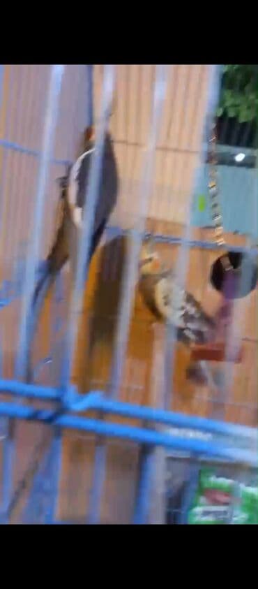 xamyak yuvası: Nimfa (Cockatiel) cütü və qəfəs dəsti - Növ: Nimfa tutuquşusu — 6