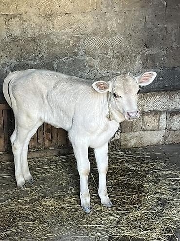 tap.az quba heyvanlar: 1aydi doğub,balası dişidi,daha etrfli melumat ucun zeng edin — 2
