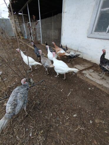 ucuz bala pişiklər: Erkək, Damazlıq — 8