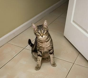 it satışı bakı: Benqal, Dişi, Yaxşı əllərə — 2