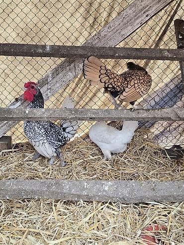 Куры: Курица, Для разведения — 3