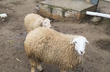 Птицы: Damazliq erkek dişi toğlu — 1