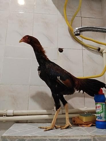 Yemlər: Xoruz, il: <1 — 1