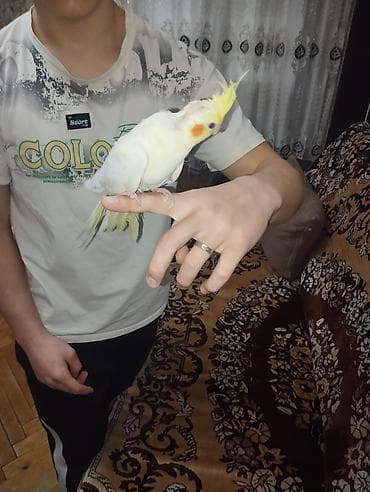 korella tutuquşu: Nimfa (cockatiel) tutuquşu - Rəng: açıq sarı-ağ tüklər, yanaqlarda — 5