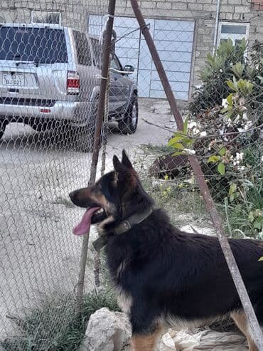 Alman çoban iti, 1 il, Erkek, Peyvəndli, Ünvandan götürmə