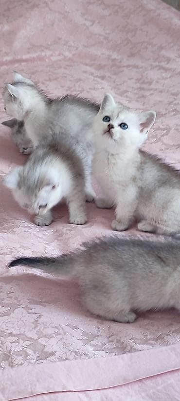 шиншилла британская: Золотая шиншилла, Самец, В добрые руки — 5