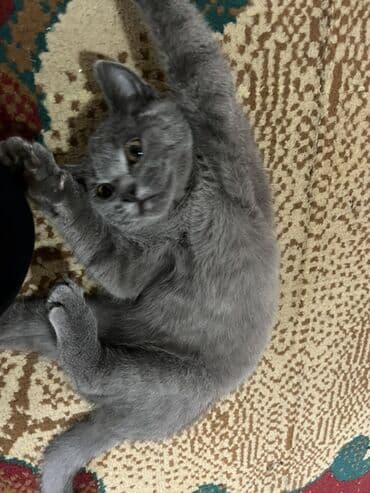 pişik sahibləndirilir: Şotland, Erkək, Yaxşı əllərə, Ödənişli çatdırılma — 4