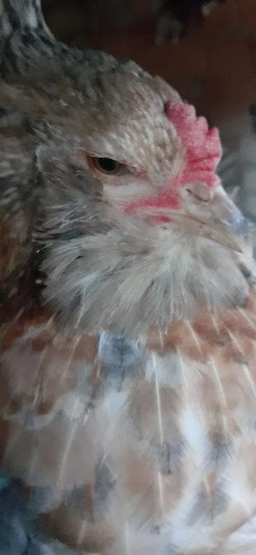 Toyuq, Brama, Damazlıq