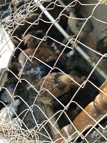 heyrati cucesi: Toyuq cücələri, Ətlik, Ödənişli çatdırılma, Ünvandan götürmə — 4
