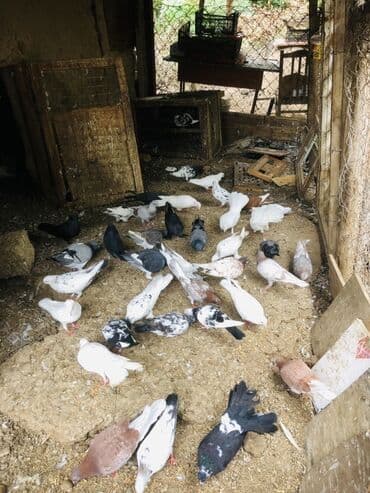 geref quşu: Müxtəlif rənglərə və naxışlara malik ev göyərçinləri mövcuddur. Onlar — 5