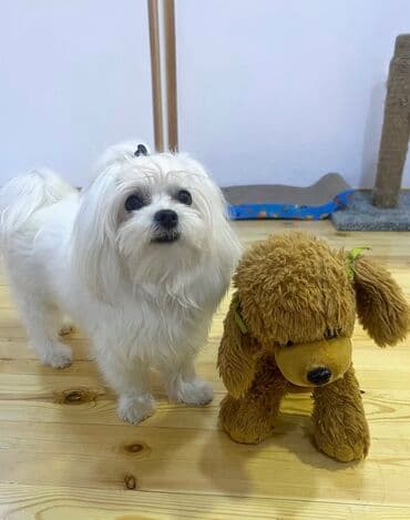 pişik satişi: Malta bolonka — 2