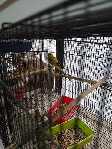 ayliq 10 azn internet: Bütün tutuquşular satılır qəfəslə birlikdə Ünvan:Zaqatala,Lahıc — 8