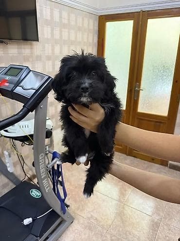 avçarka bala: Pudel, 3 ay, Dişi, Ünvandan götürmə, Ödənişli çatdırılma — 4