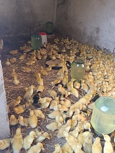 heyvan bazari itler: Pekin ördəyi satılır qiyməti 1.50 vatsapa yazın real şəxslər say 500 — 2