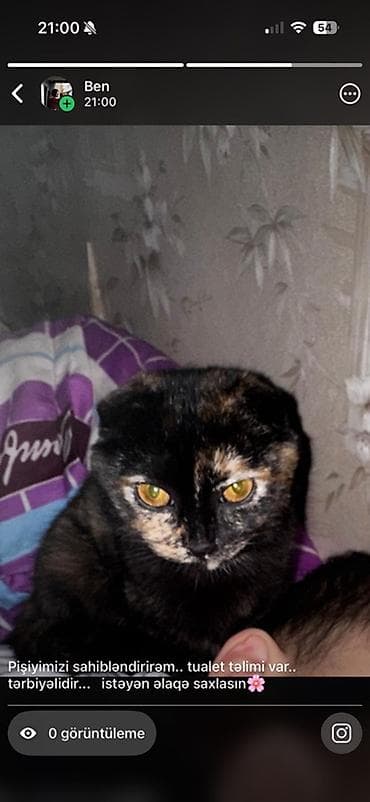 şirin pişik şəkilləri: Şotland yastı qulaq, Yaxşı əllərə — 1