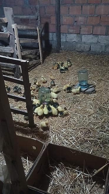 qaz linda: 5 gunluk Linda kuban qaz balasi. satilir — 2