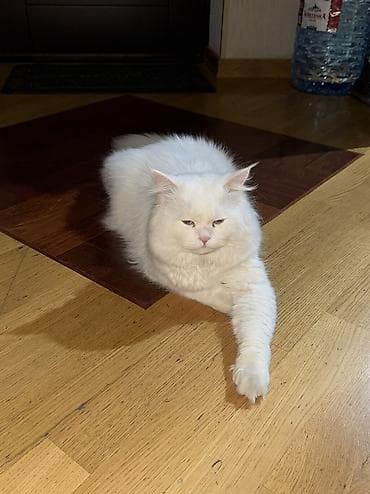 sabuncu heyvan bazari: Şotland, Dişi, Yaxşı əllərə — 4